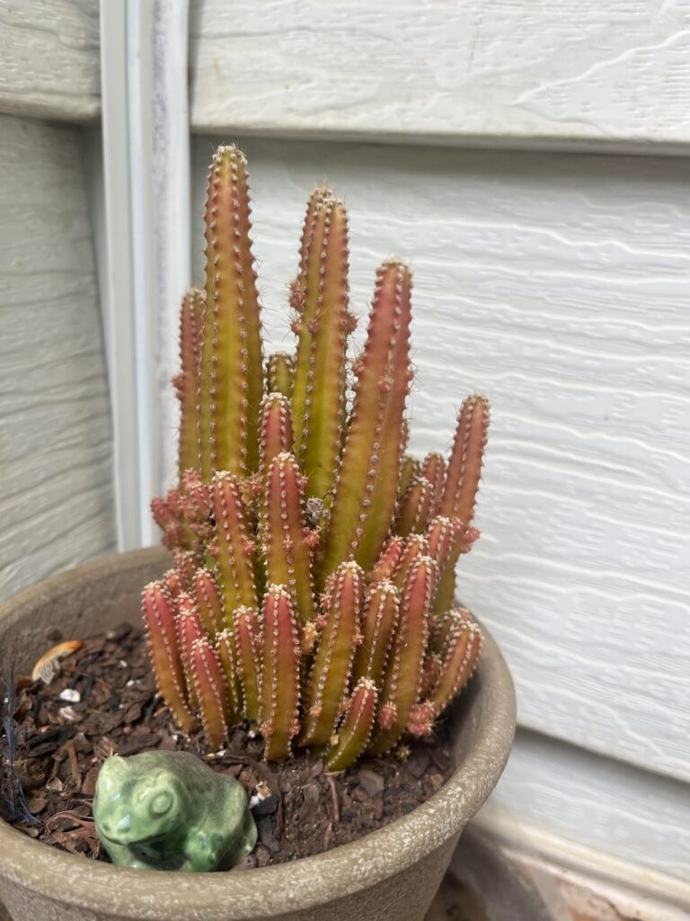 Why is my cactus turning red?
