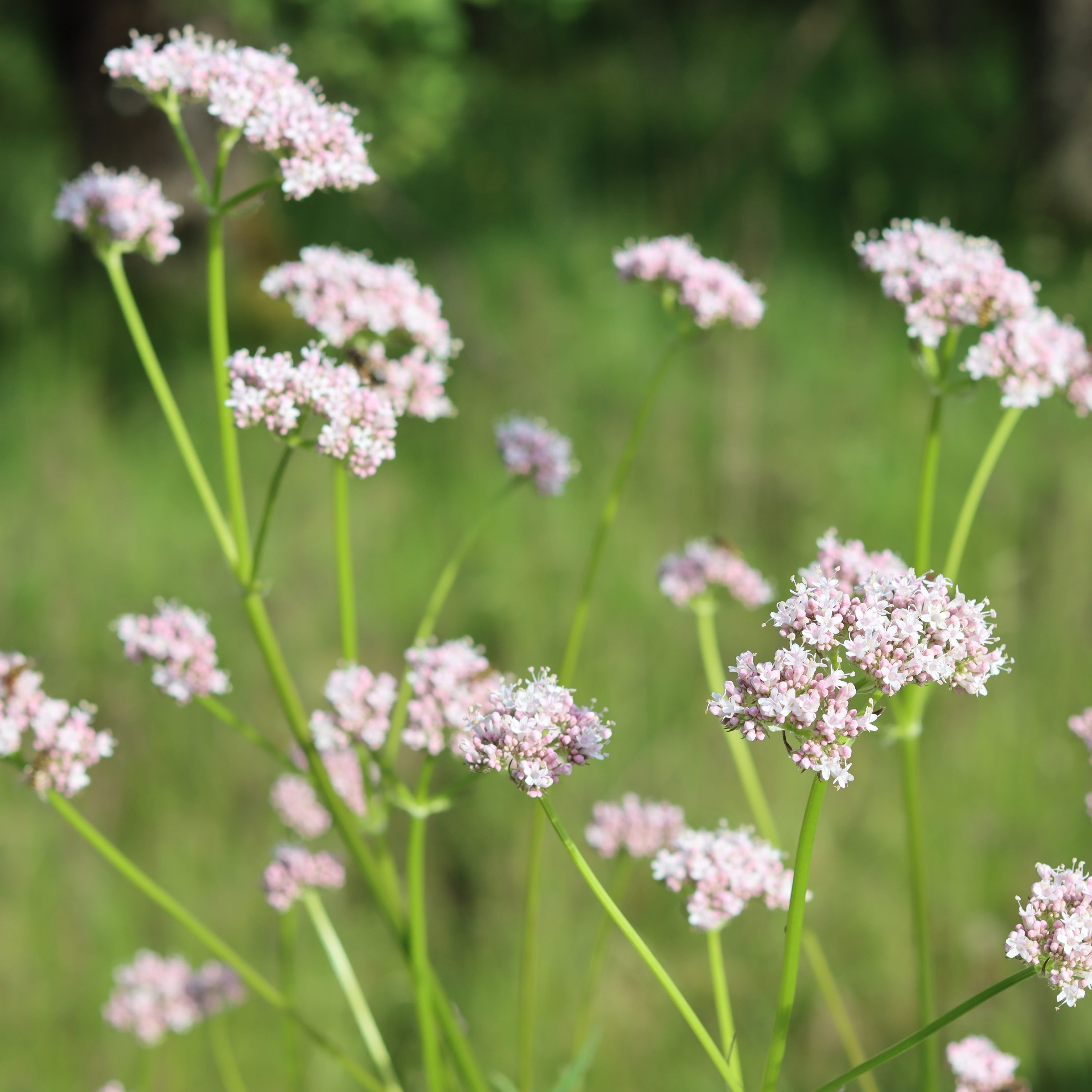 common pink valerian flowers in a meadow