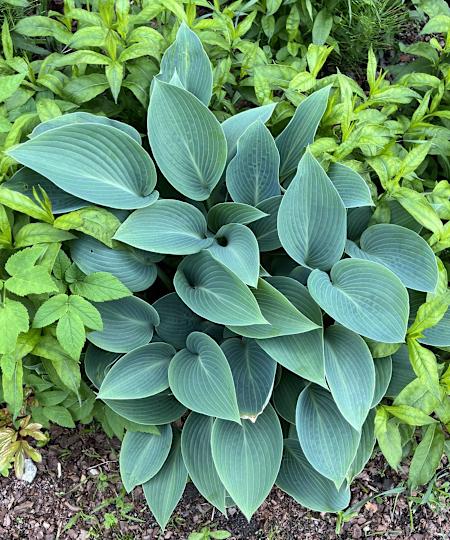 Host 'Halcyon'