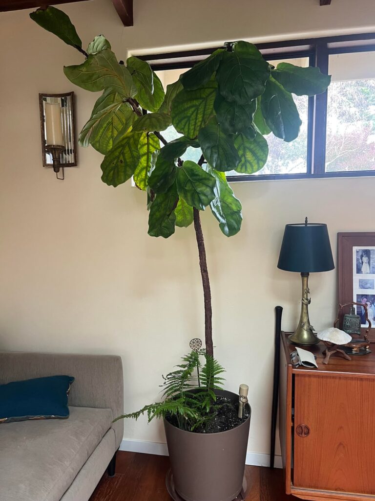 One tree cut