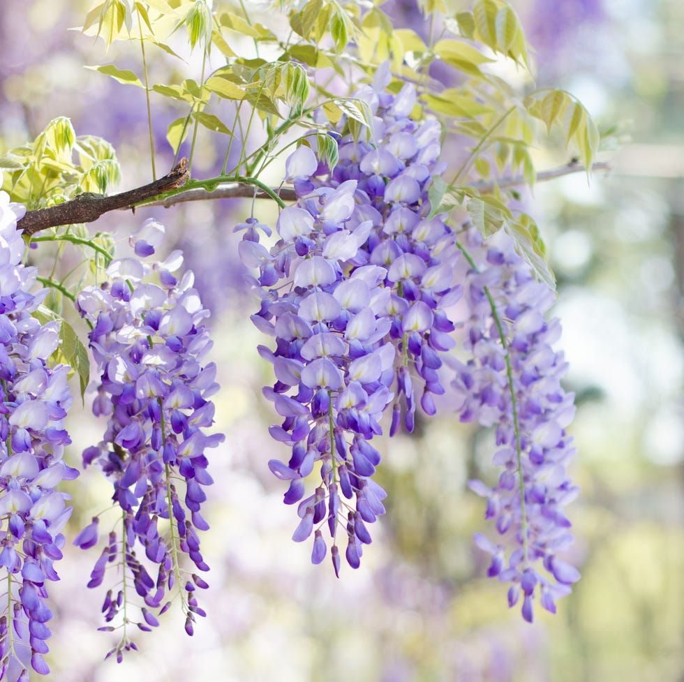 close up of wisteria flowers blooming in spring