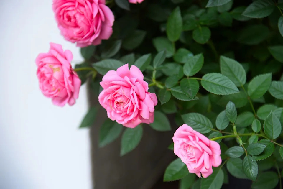 close up pink rose blooming in summer garden. pink roses flowers growing outdoors