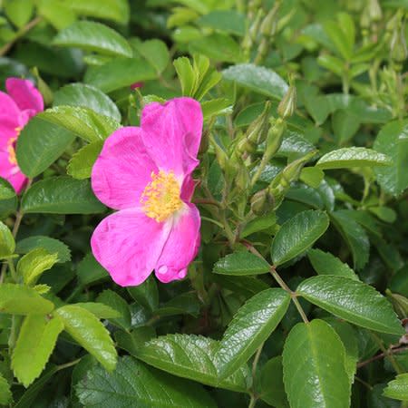 Heirloom Roses Rosalina Rugosa Rose Bush Live Plant