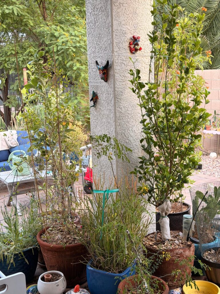 Greenhouse recommendations? Greenhouse recommendations?
