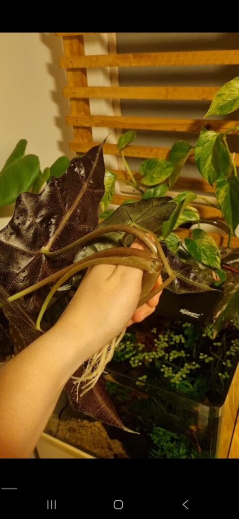The little spaghetti bolognese alocasia that could The little spaghetti bolognese alocasia that could