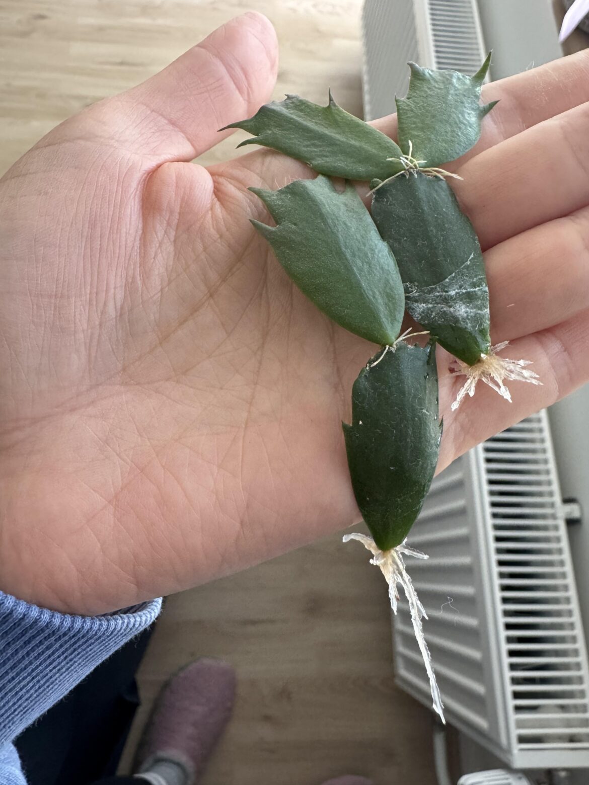 Is this ready to be potted?