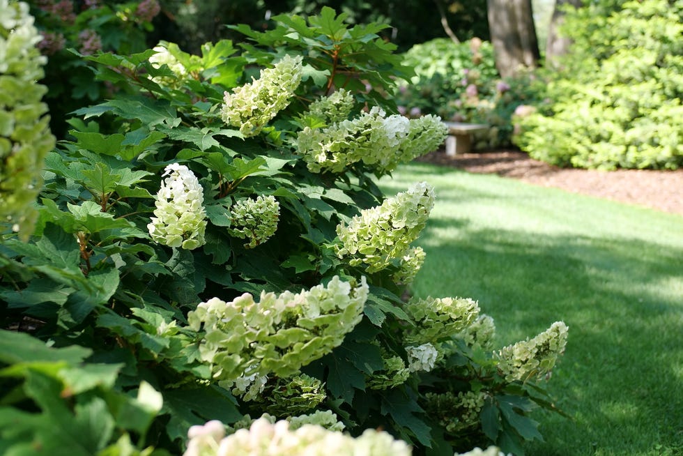 Flowering hydrangeas in a garden setting Flowering hydrangeas in a garden setting