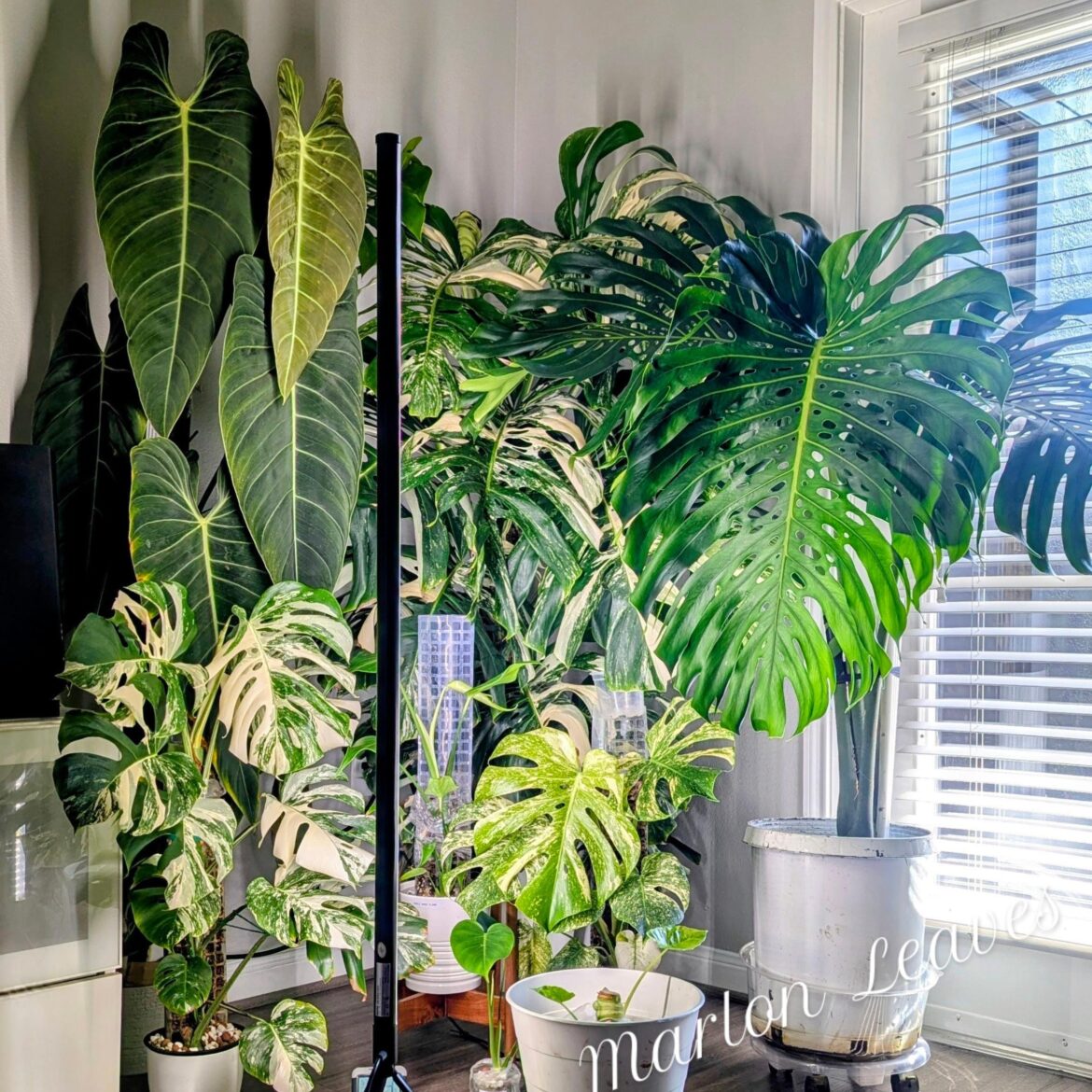 My big foliage corner