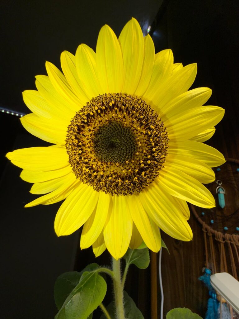 My experimental sunflower