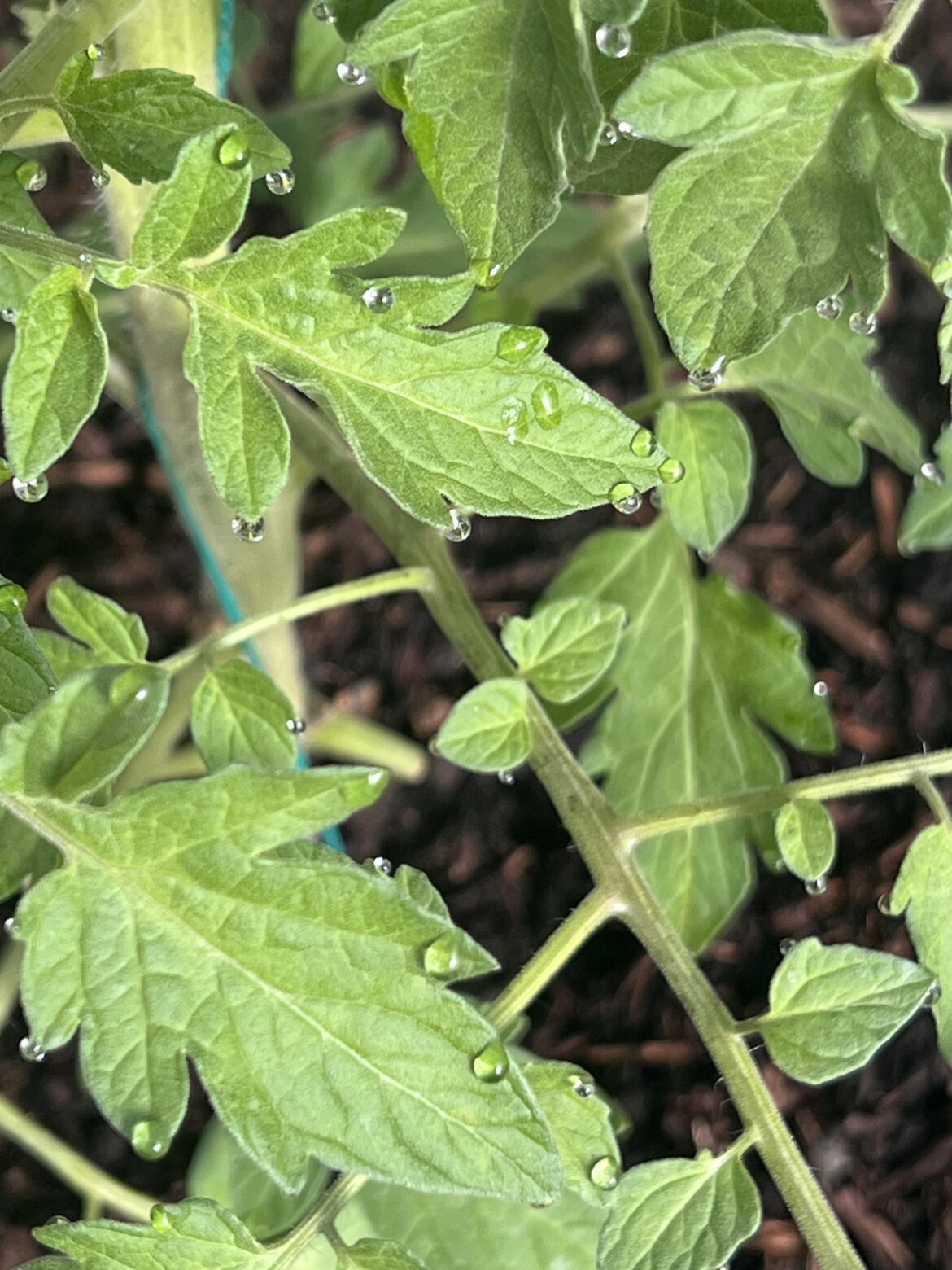 Guttation in my tomatoes