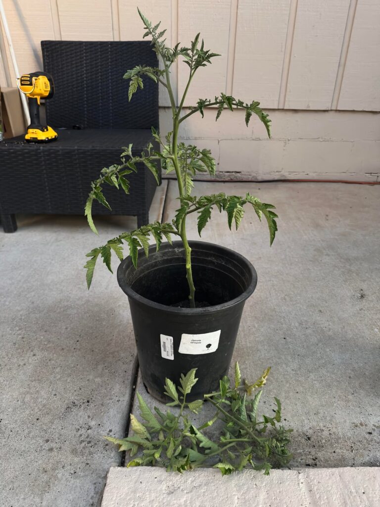 Up potting advise