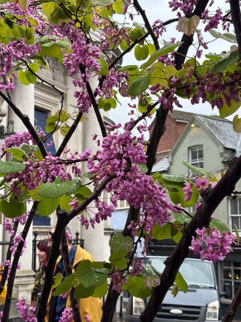 What is this tree?