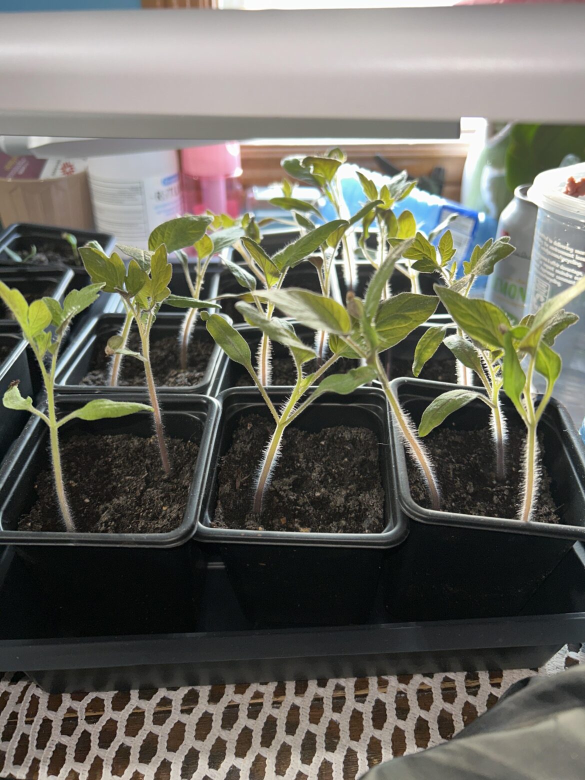 Tomatoes