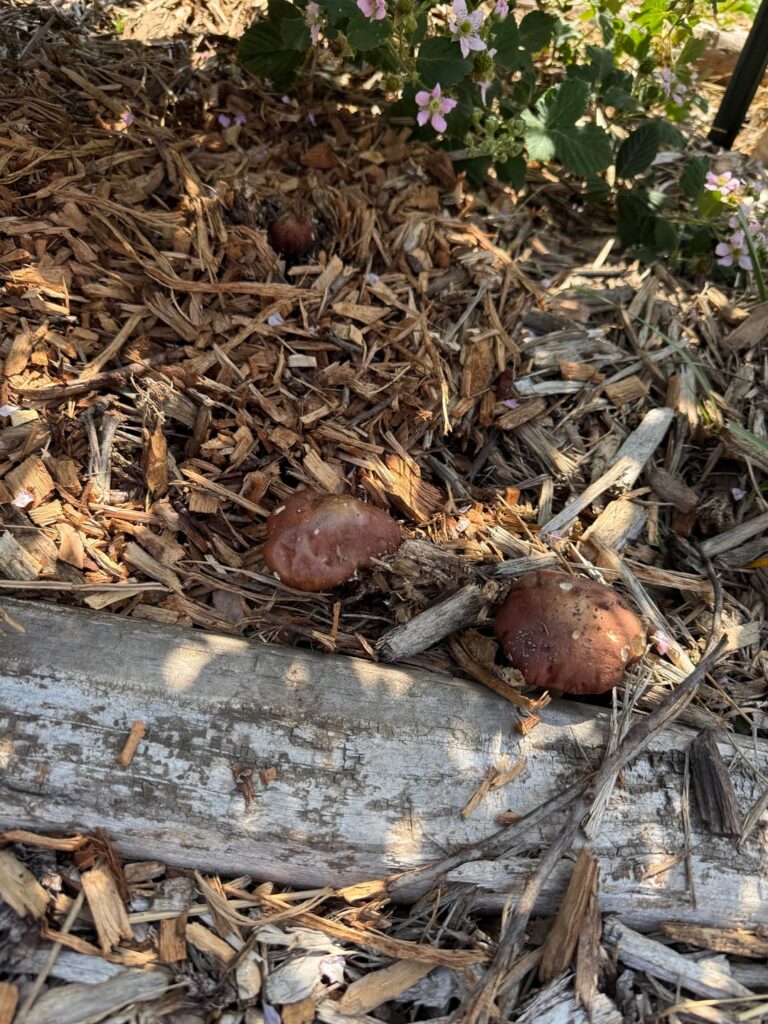 Tried mushrooms under my blackberries. First small harvest Tried mushrooms under my blackberries. First small harvest
