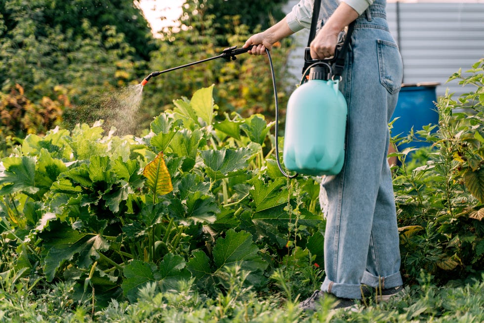 A woman sprays plants with chemicals from pests. diy weed killer