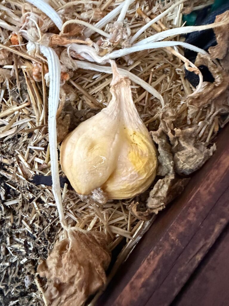 Look at my poor squash