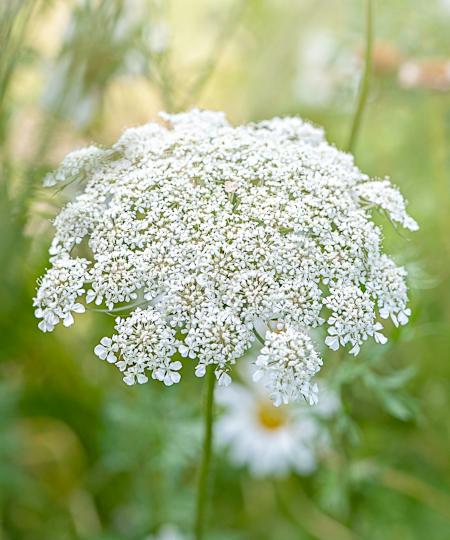 The white umbel flower of Daucus carota, also known as Queen Anne's lace or wild carrot