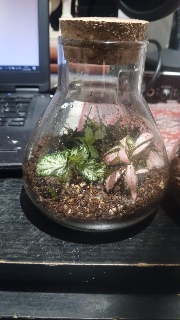 Just impulse bought 2 small terrariums at Walmart. Help