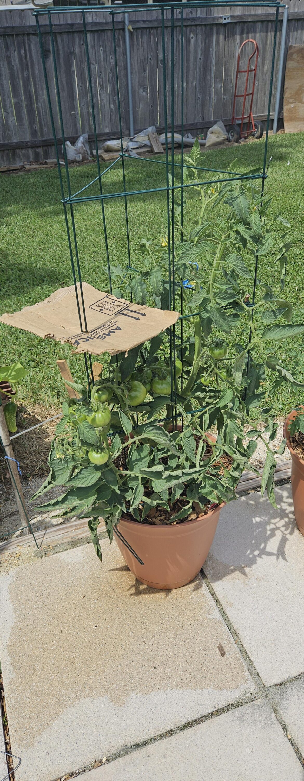 Are there any drawbacks to adding a little hat to my ripining fruit to protect from some direct sunlight?