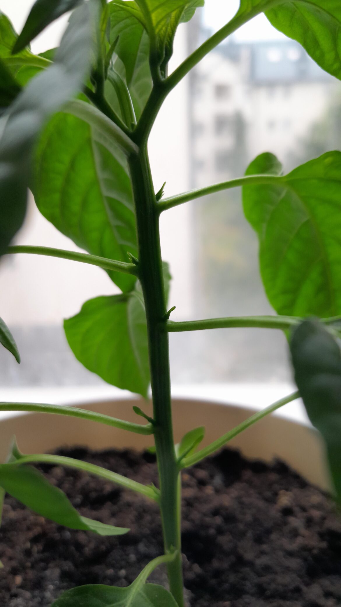 "Ok boss, we have spit the stem. How much auxillary budding shall we do?" "Yes"