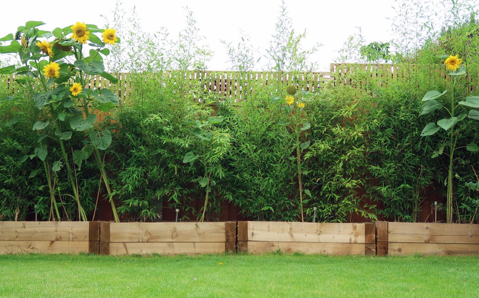 lush bamboo and sunflower plants fence screening noise cancellation