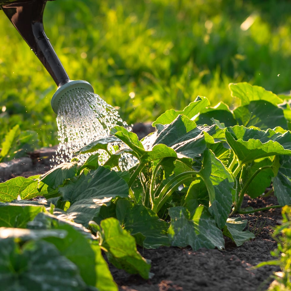 vegetables growing outside being watered