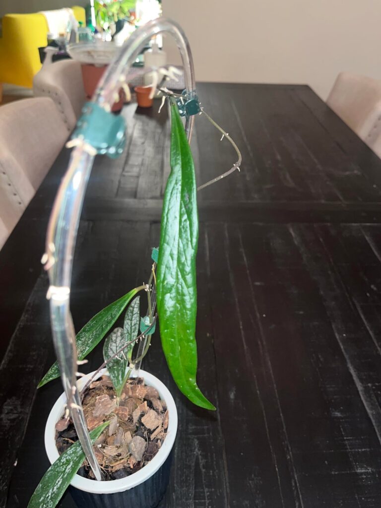 Hoya sulawesiana