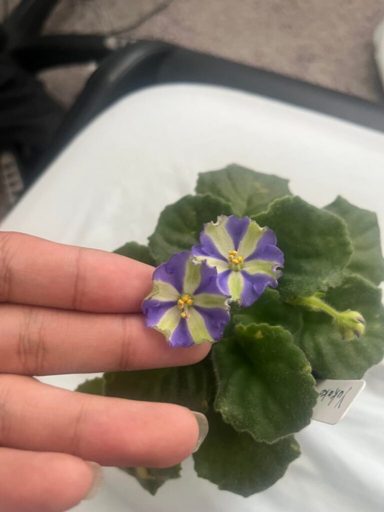 Lil errors here and there were made, but yukako is in bloom!