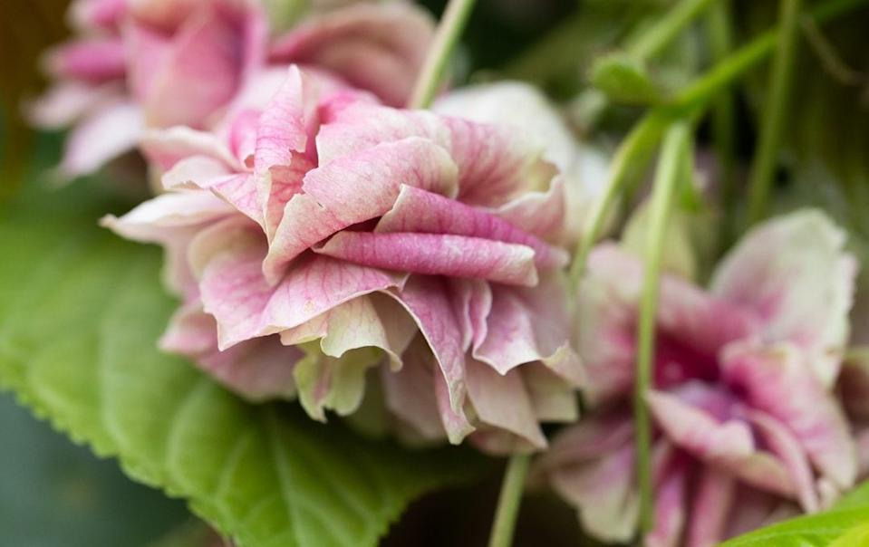 Prunus 'Japanese Lantern'