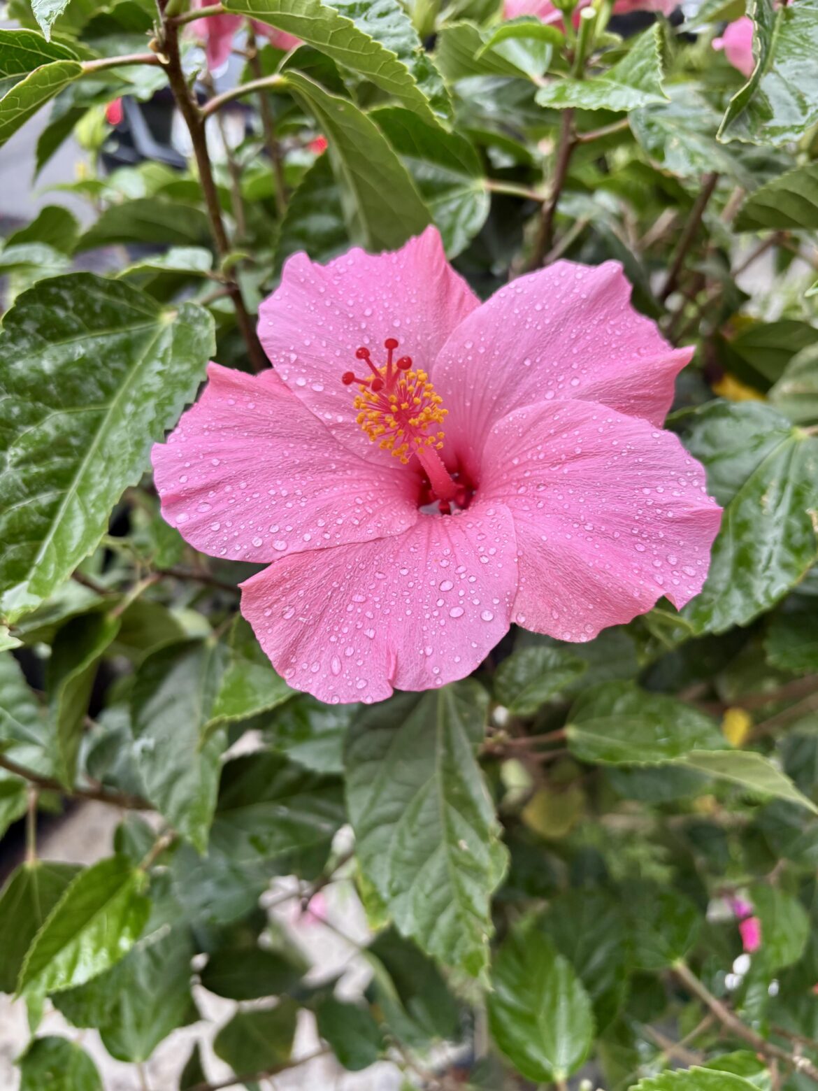 Flower showers
