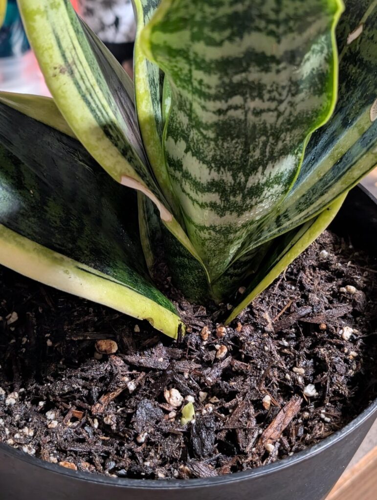 Have a little baby snake plant growing! Have a little baby snake plant growing!