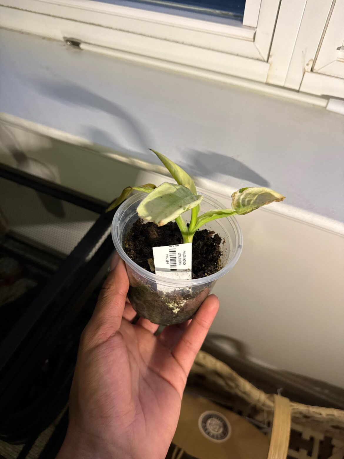 Im not sure how to make this plant more lively?