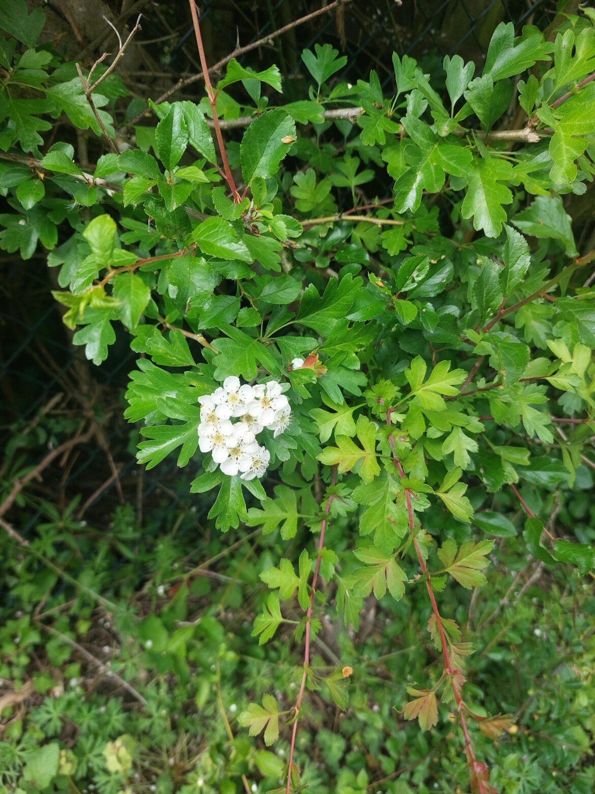 See these blossoms all the time