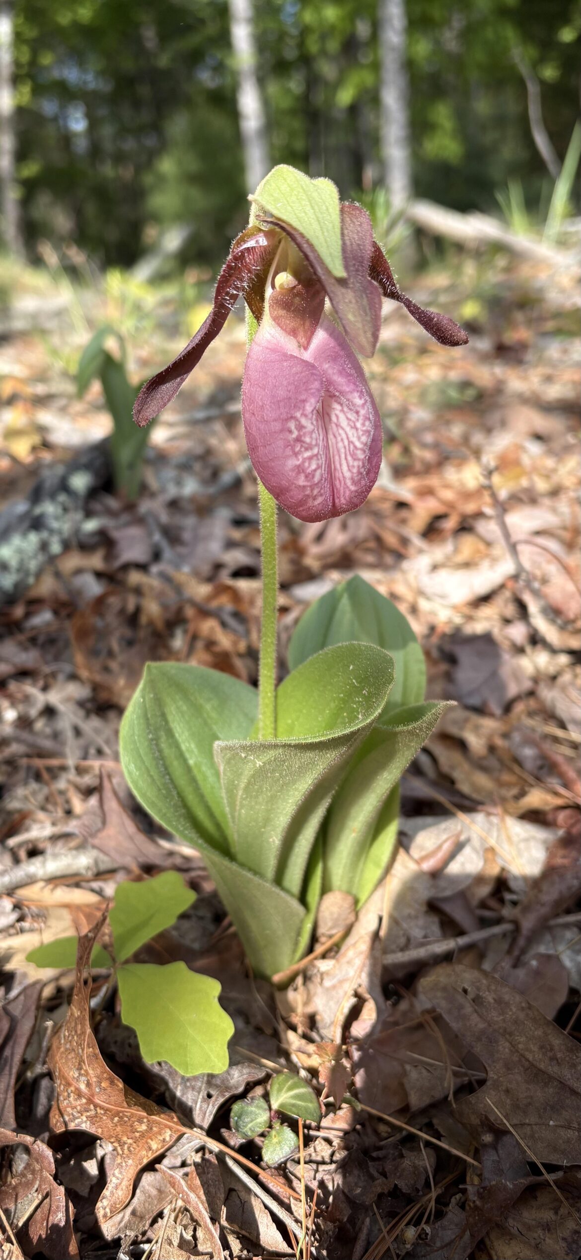 Lady slippers