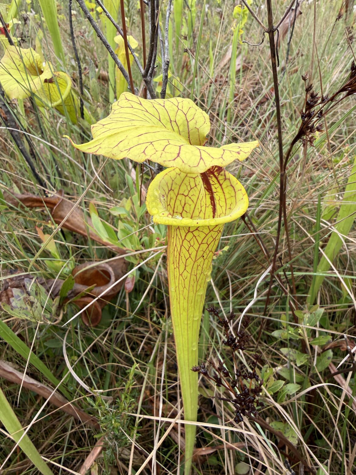 A stunning yellow S. moorei A stunning yellow S. moorei