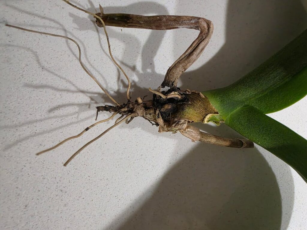 Any hope or tips to save the phalaenopsis? Any hope or tips to save the phalaenopsis?