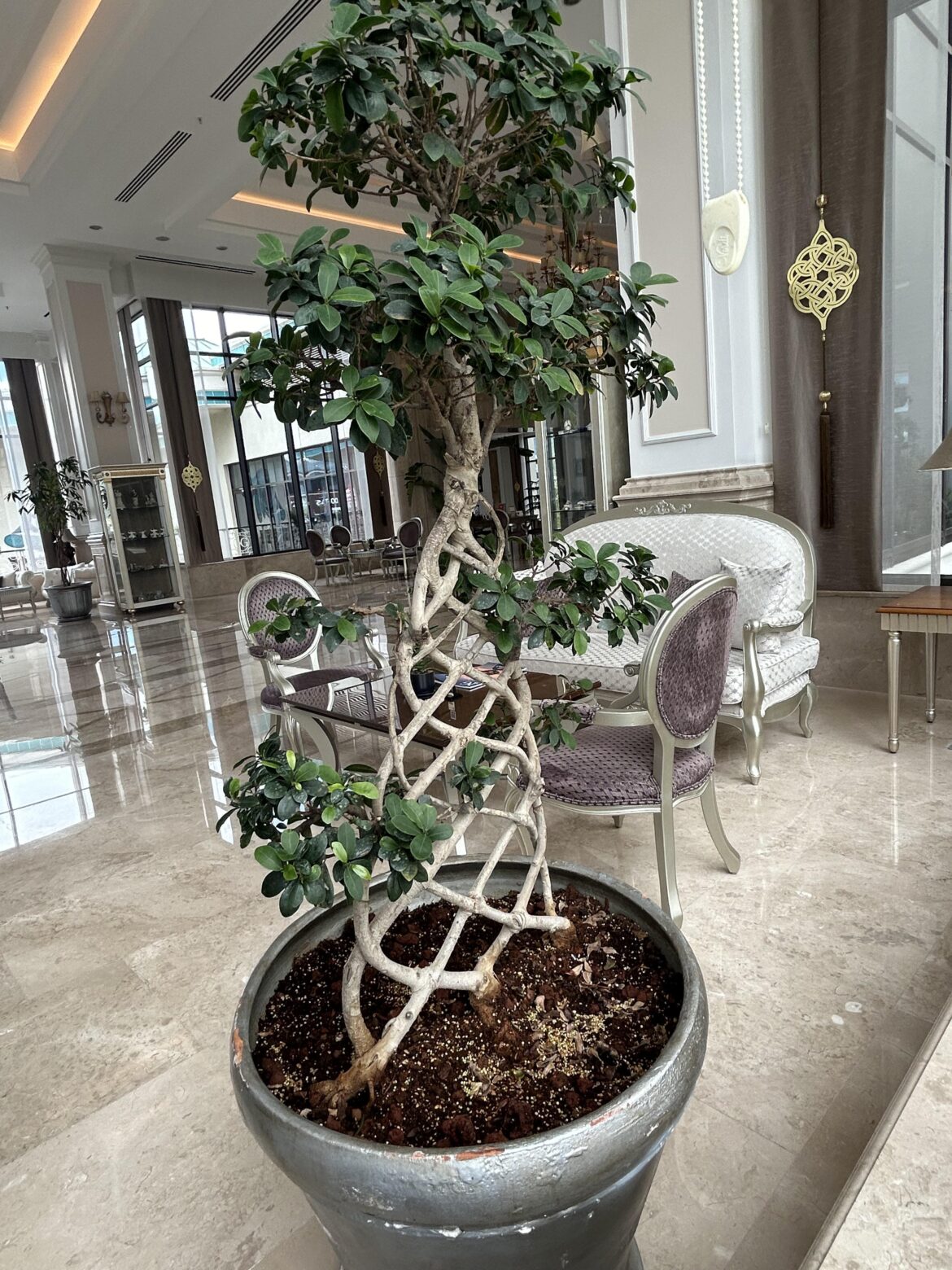 What is this plant?