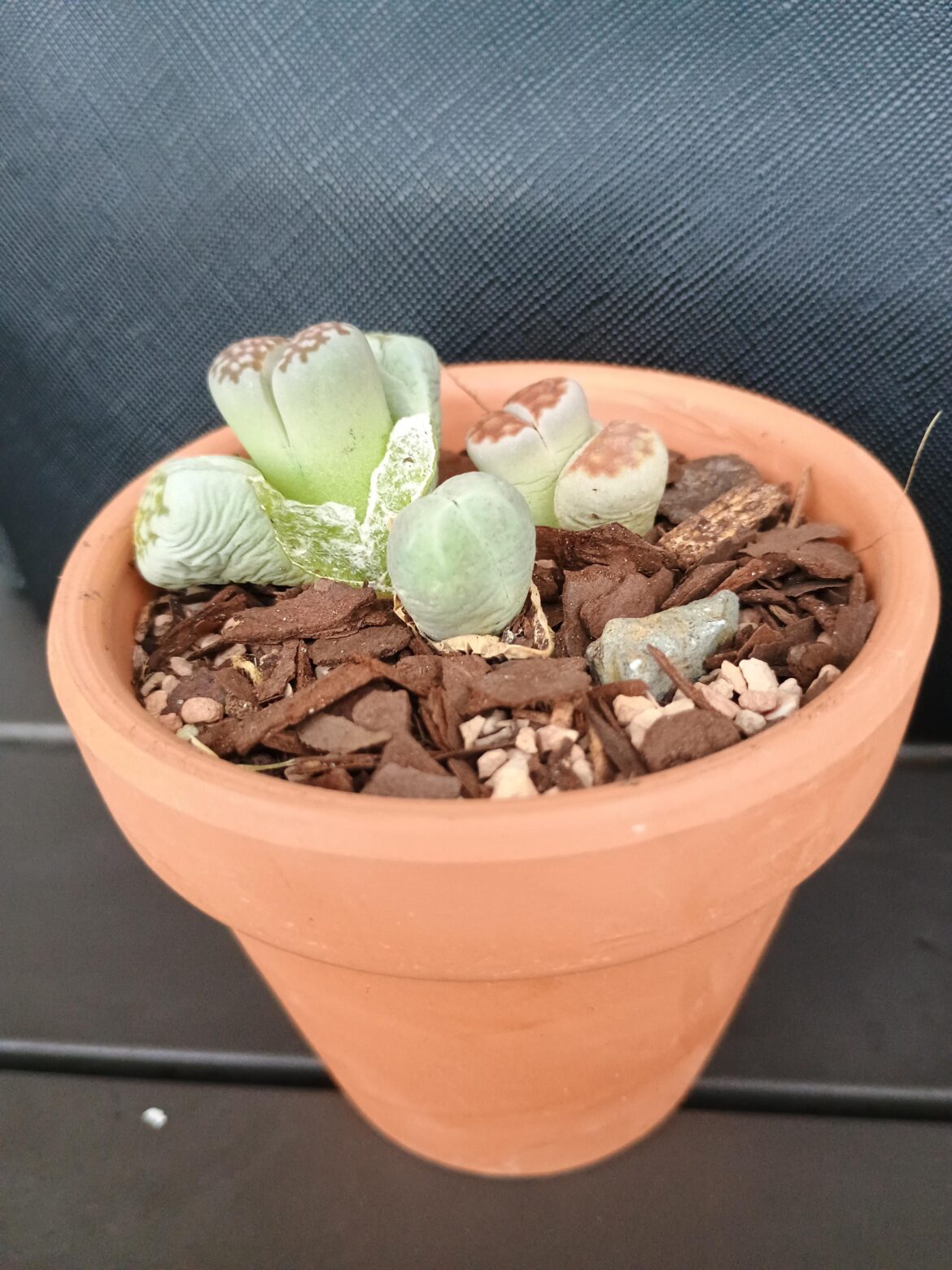 Little guy
