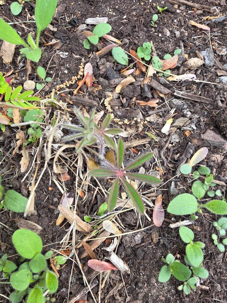 Can't believe my seeds actually germinated