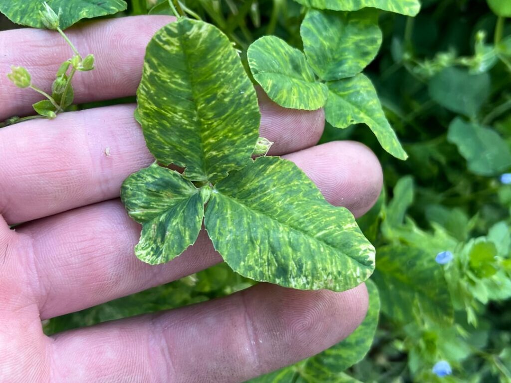 Front lawn has patches of wild variegated clover!