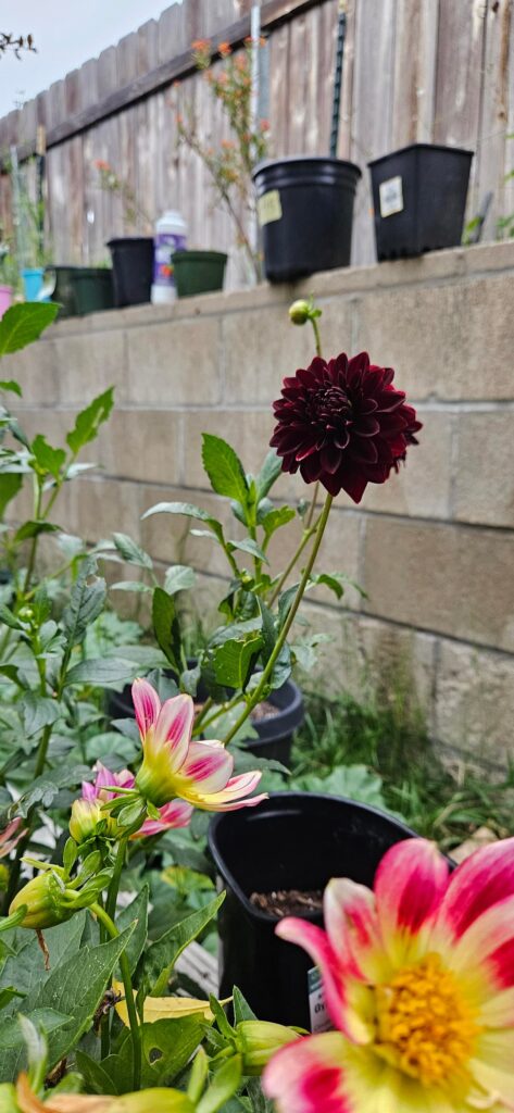 First Bloom!! (Zone 10b)