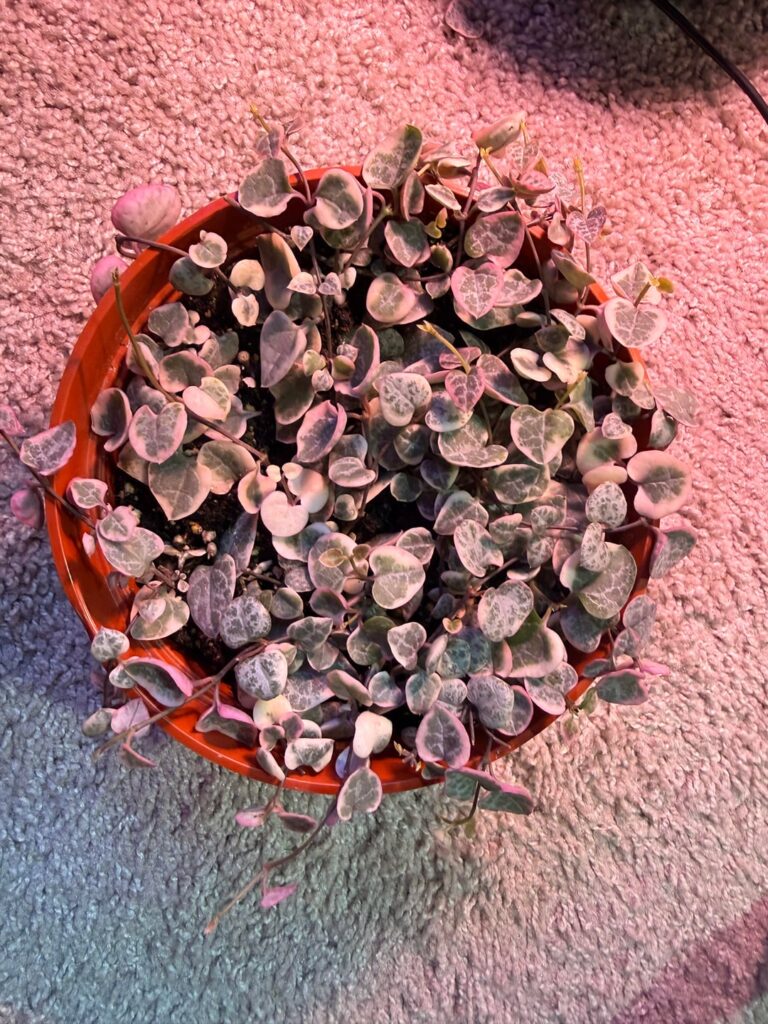 Sharing more of my online finds