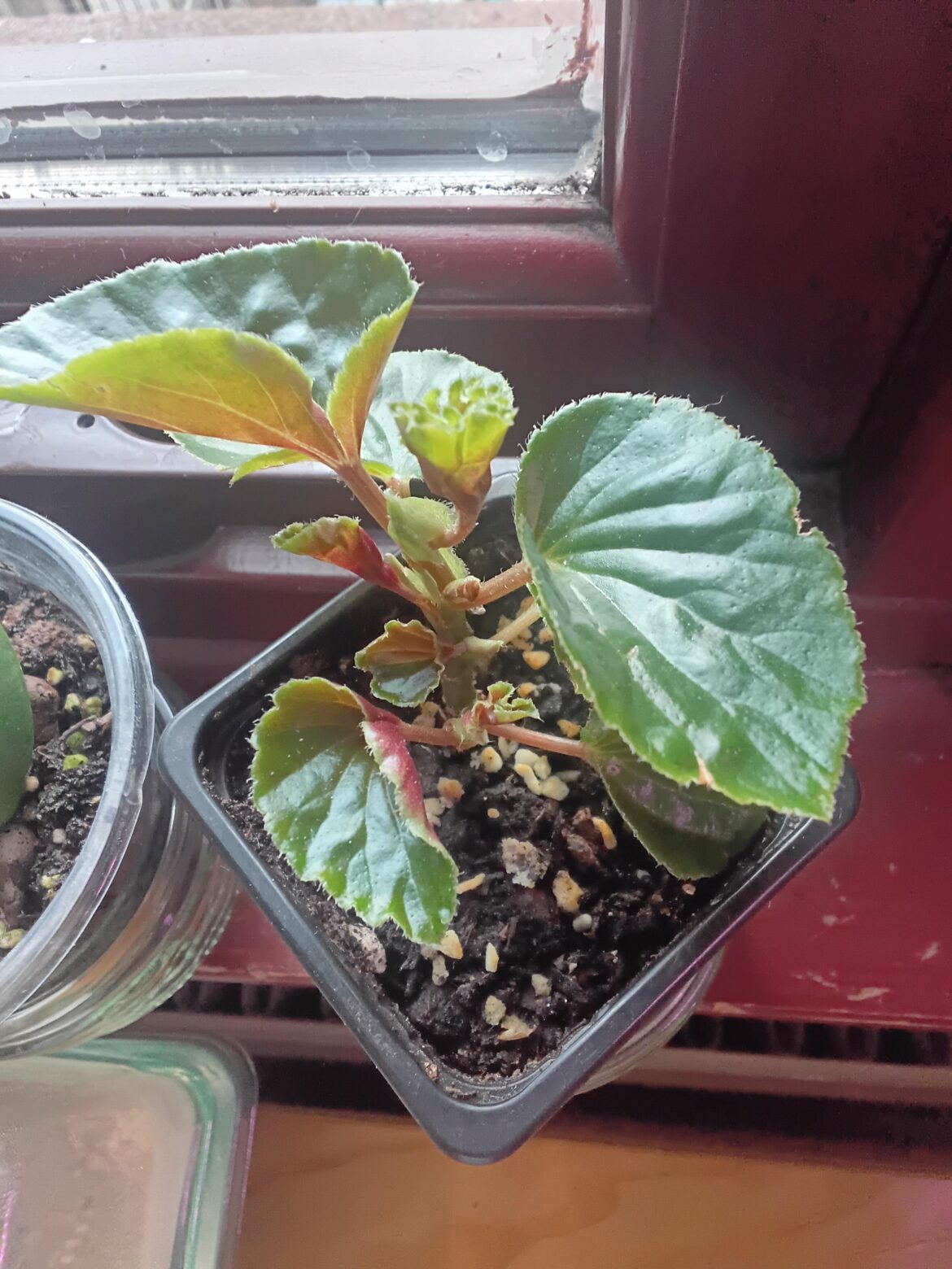 Begonia ?