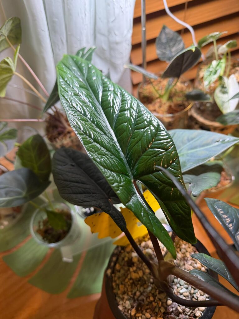 New leaf beauty