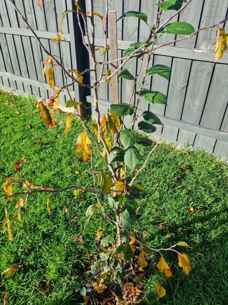 Identification /help Identification /help