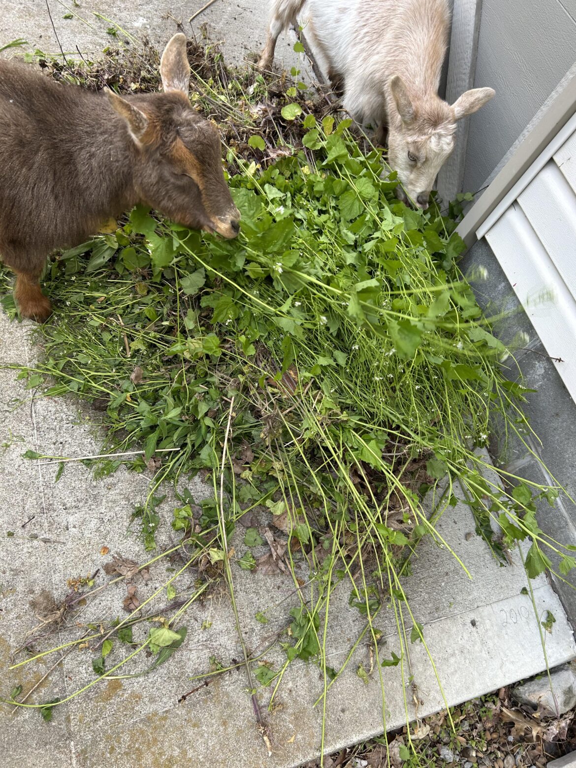 So long garlic mustard
