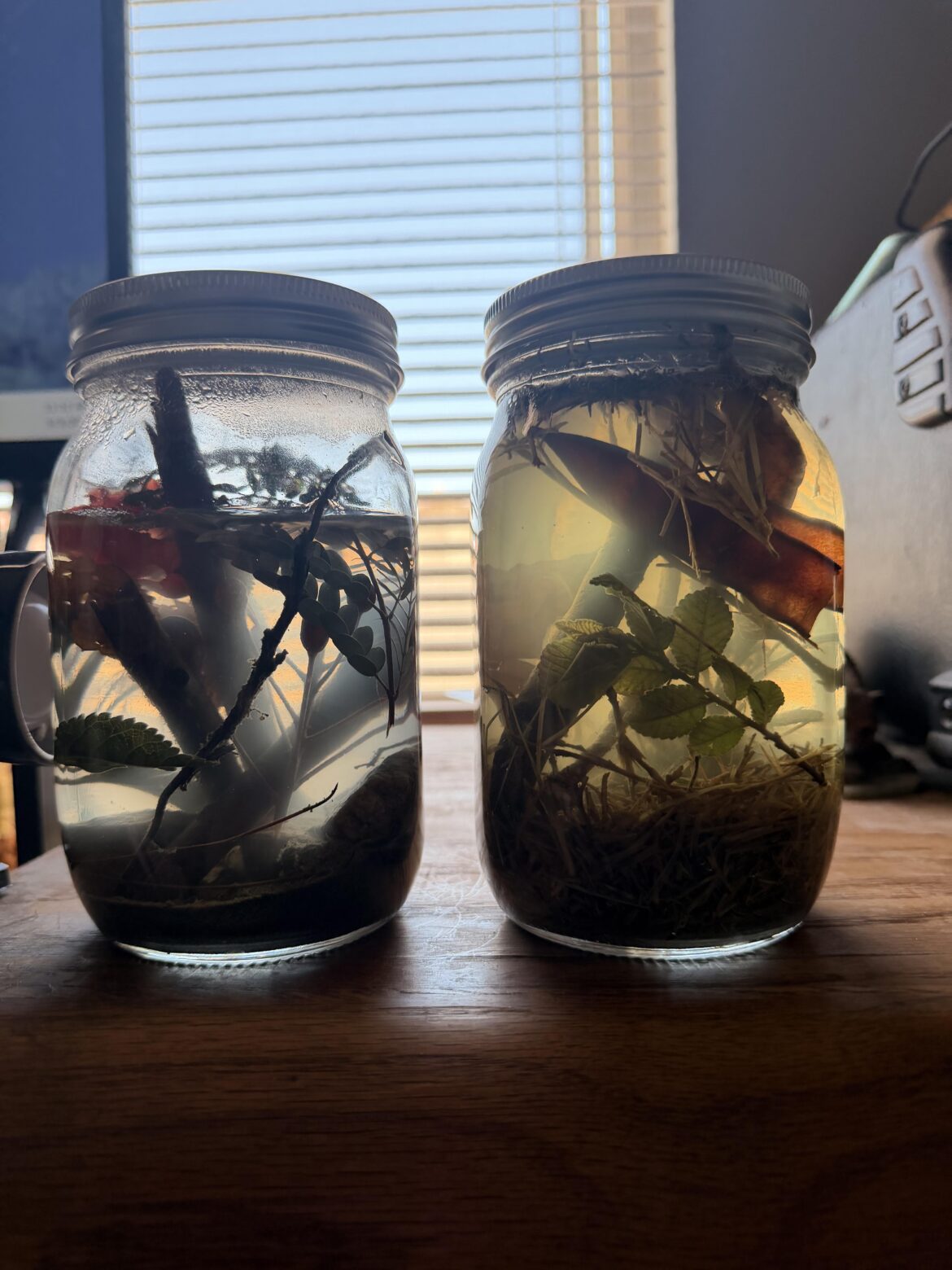 I recently got into terrariums and have tried to make two now.. I recently got into terrariums and have tried to make two now..