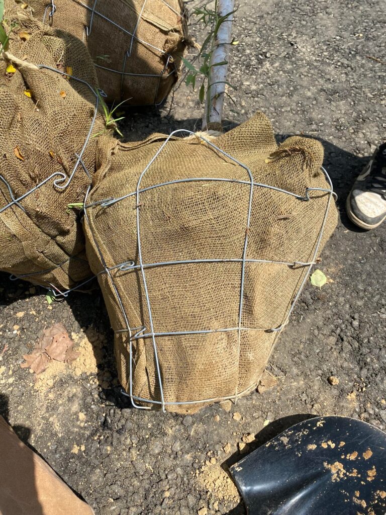 Folks at work had us plant these trees without removing basket or burlap… Folks at work had us plant these trees without removing basket or burlap…