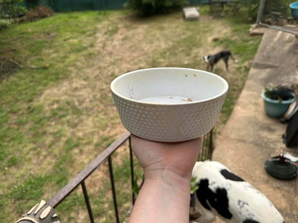 What can I put in my pups food bowl? What can I put in my pups food bowl?