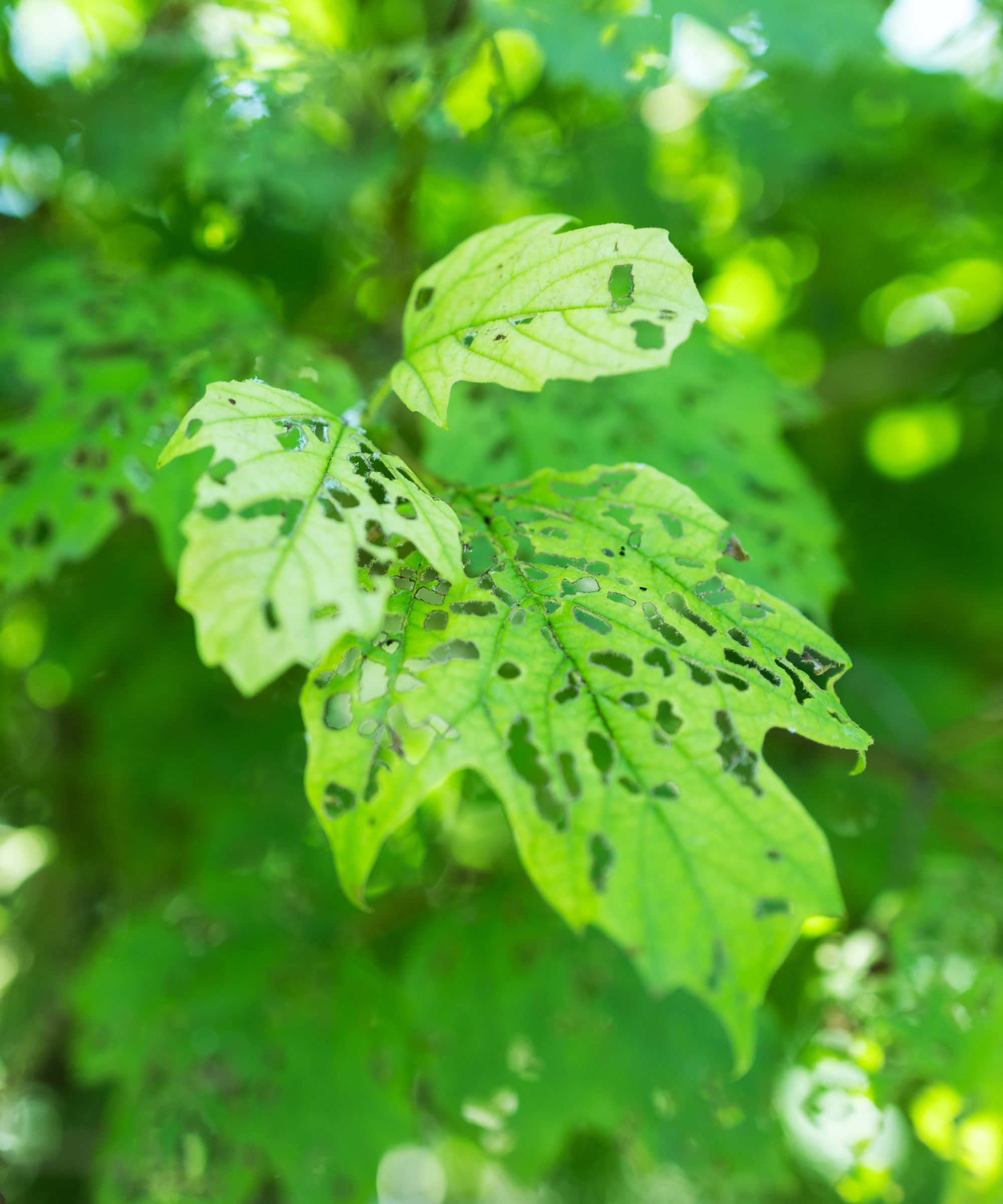 Damaged viburnum leaves